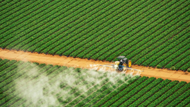 Best Ant Control Services  in Ocala, FL