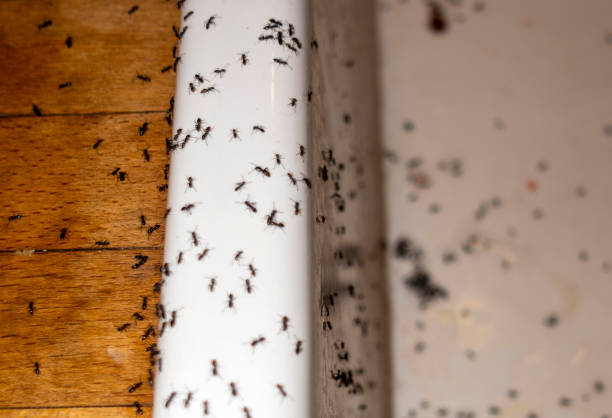Best Affordable Pest Control Services  in Ocala, FL