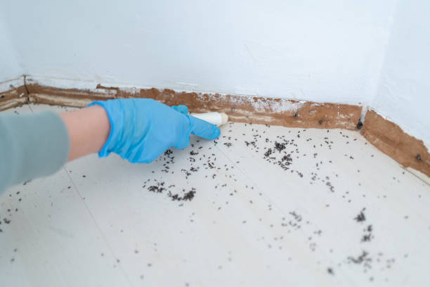 Best Termite Control Services  in Ocala, FL
